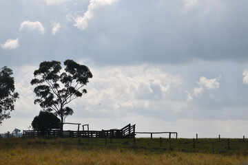 misty morning on a farm