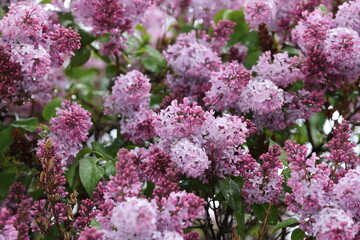 purple lilac flowers
