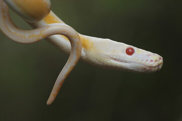 Fototapeta premium snake, python, albino python, photo of an albino python perched on a tree branch
