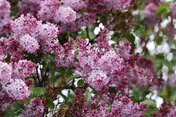 purple lilac in the spring rain