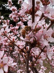 pink cherry blossom