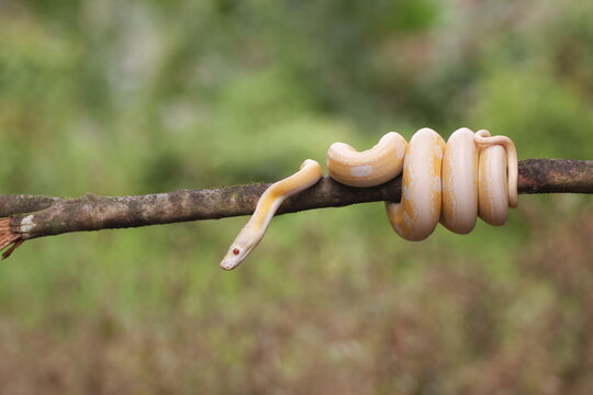 snake, python, albino python, photo of an albino python perched on a tree branch