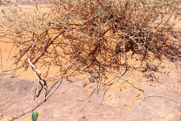 Desert Scrub: A detailed photograph captures a resilient desert scrub plant, its tangled branches and tenacious roots anchoring it firmly in the arid, sandy expanse.