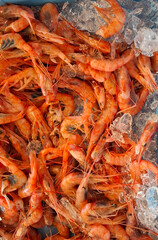 Fresh Denia red shrimp on ice at the bustling Denia fish market in Spain showcasing the region's seafood bounty