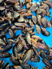 Fresh mussels for sale at Denia fish market in Spain showcasing the local seafood bounty