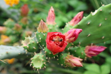 Cactus red flower. High quality photo