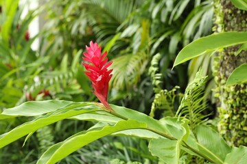 Beautiful red ginger flower growing in garden, closeup