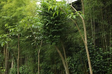 Different beautiful tropical plants growing in park
