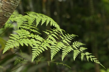 Plants with beautiful leaves growing outdoors, closeup