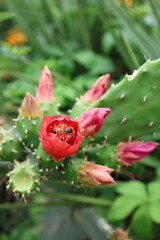 Cactus red flower. High quality photo