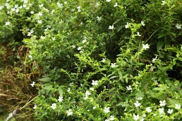 Obraz premium Green plant with beautiful flowers growing outdoors