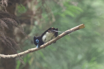 枝にとまるサンコウチョウ