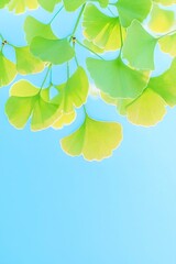 Green and yellow Ginkgo biloba leaves hang against a light blue sky backdrop, creating a peaceful, organic composition in natural daylight, showcasing the tree's unique foliage