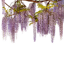 Wisteria flowering branch with hanging colorful flowers isolated on white with clipping path included. Flowers as Top border frame. Graphic element