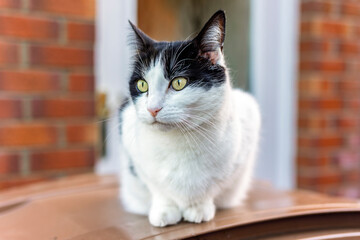 Black and white cat sitting on brown wheelie bin beside a house back door. Its alert gaze with...