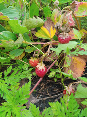Lush green strawberry plants with vibrant red ripe and ripening berries, showing natural textures of leaves and fruit, thriving in dark soil in a garden setting.