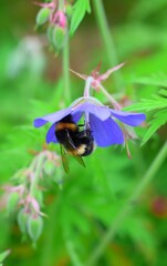 bee on a flower