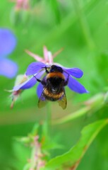 bee on a flower
