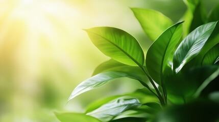 Obraz premium A captivating close-up of lush green leaves illuminated by sunlight, conveying a sense of serenity and natural beauty amidst a soft-focus green backdrop.