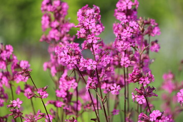 Lychnis viscaria, delicate pink wildflowers. Blooming sticky catchfly.
