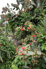 Cactus red flower. High quality photo