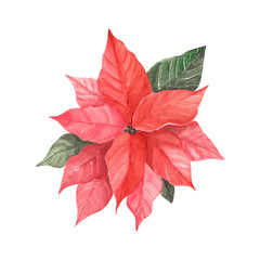 Bright red watercolor poinsettia isolated. Christmas star flower for Christmas, New Years seasonal decor, cards and scrapbooking, wrapping paper