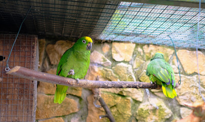Two green Yellow-headed Amazon parrots perched on a branch inside an aviary