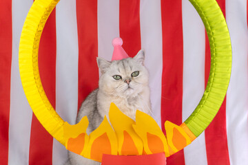 Cat wearing pink party hat poses in circus-themed setting with striped red and white background