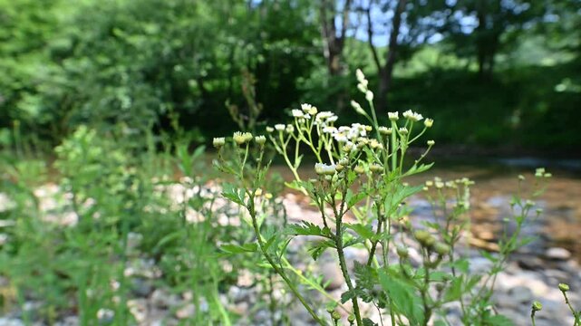 Artemisia annua, Sweet sagewort, Annual wormwood, Sweet Annie, Annual mugwort, Sweet wormwood, Sweet-wormwood