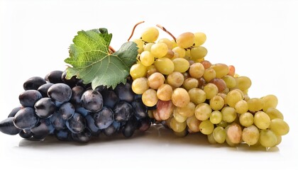 Fototapeta premium harvesting fresh grapes vineyard still life natural view organic concept isolated on white background