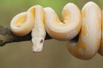 snake, python, albino python, photo of an albino python perched on a tree branch