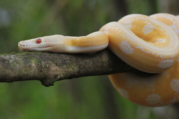 Obraz premium snake, python, albino python, photo of an albino python perched on a tree branch
