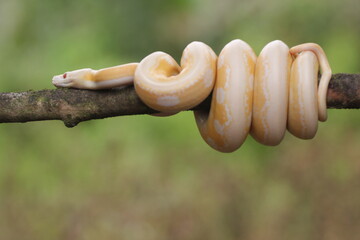 snake, python, albino python, photo of an albino python perched on a tree branch