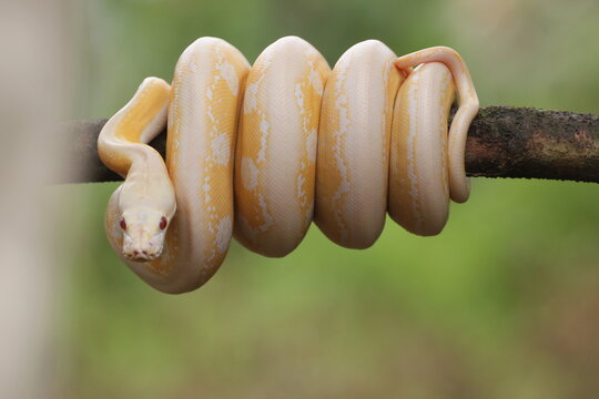 snake, python, albino python, photo of an albino python perched on a tree branch