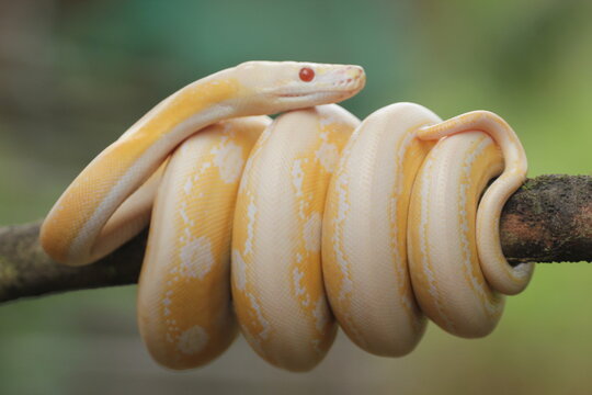 snake, python, albino python, photo of an albino python perched on a tree branch