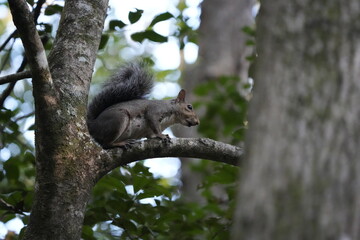 squirrel on tree