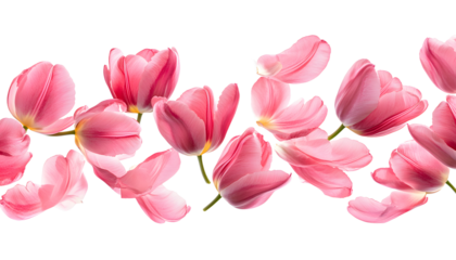 pink tulip petals fly in a semicircle on an isolated white background