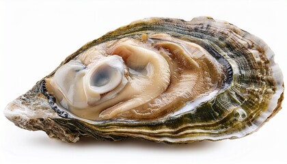 oyster isolated on white background full depth of field