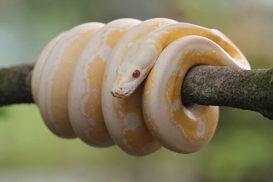 snake, python, albino python, photo of an albino python perched on a tree branch