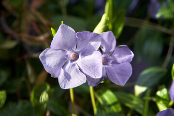 blue, blooming periwinkle flower in a meadow in spring