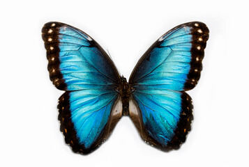 Blue morpho butterfly 