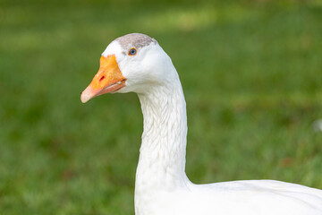 Close-up of a white domestic goose with an orange beak and blue eyes, in focus against a blurred green grass background.