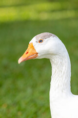 Close-up of a white domestic goose with an orange beak and blue eyes, in focus against a blurred green grass background.