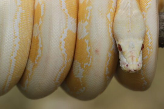 snake, python, albino python, photo of an albino python perched on a tree branch