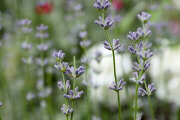 Fototapeta premium Purple Lavender Buds Blooming in Garden, Fresh Lavandula Angustifolia Flowers on Soft Blurred Background