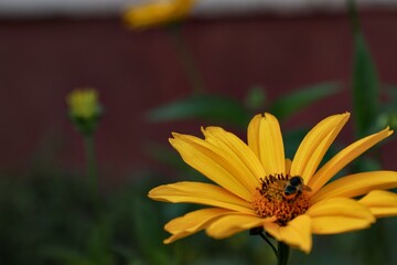 Garden sunflower, yellow daisy, close-up, with a bee on the flower