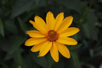 Garden sunflower, yellow daisy, close-up, with a bee on the flower