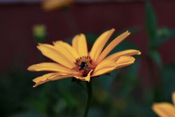 Garden sunflower, yellow daisy, close-up, with a bee on the flower