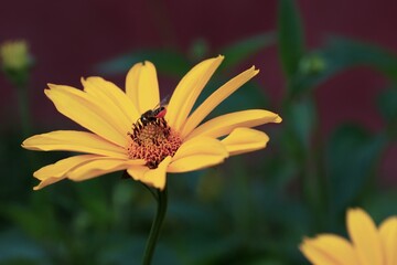 Garden sunflower, yellow daisy, close-up, with a bee on the flower 