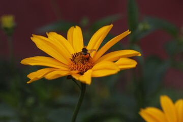 Garden sunflower, yellow daisy, close-up, with a bee on the flower 